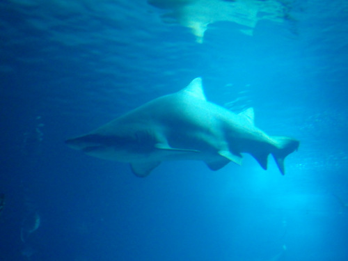 L'Oceanogr&agrave;fic Center.